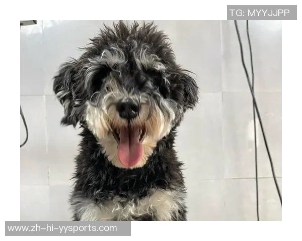 足球雪纳瑞的魅力与训练技巧探秘，助你成为球场上的明星